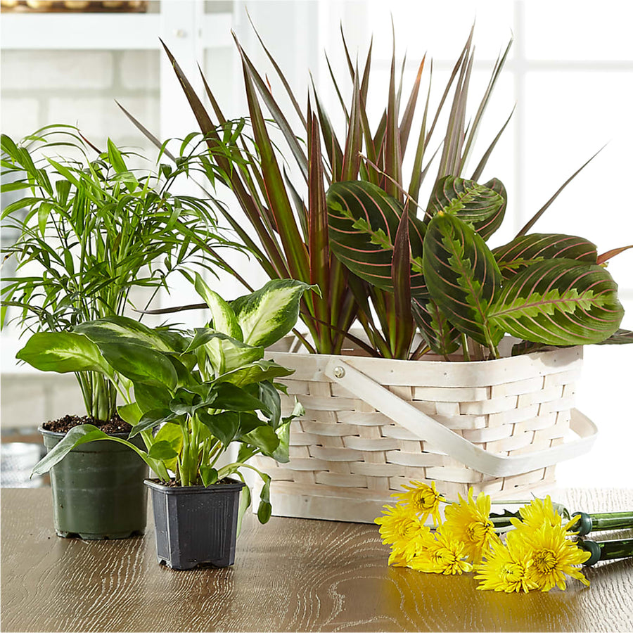 Florist Designed Blooming and Green Plants in a Basket flower arrangement by Honeybee Floral