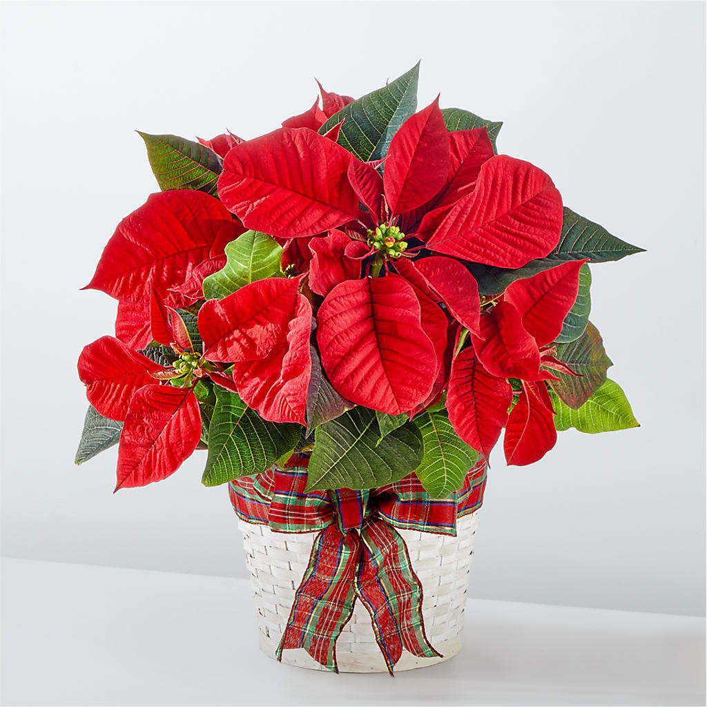 Happiest Holidays Poinsettia flower arrangement by Honeybee Floral