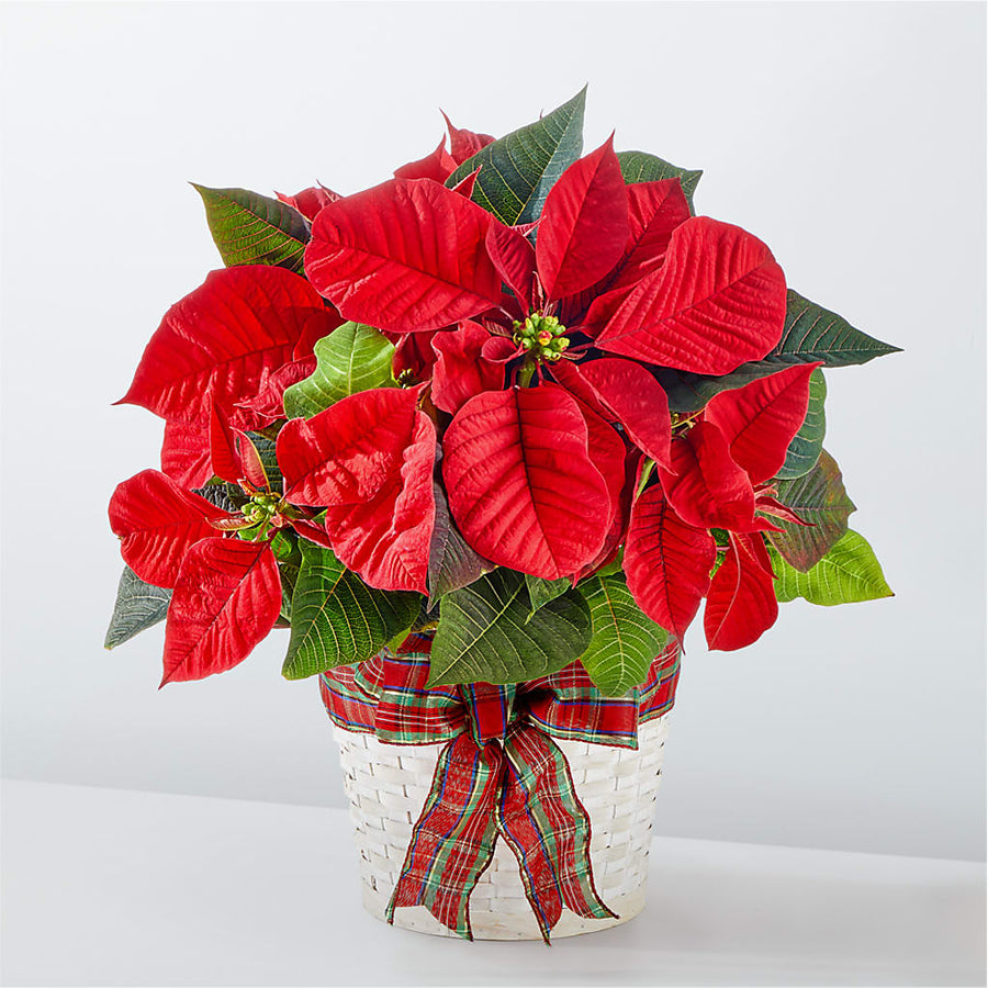Happiest Holidays Poinsettia flower arrangement by Honeybee Floral