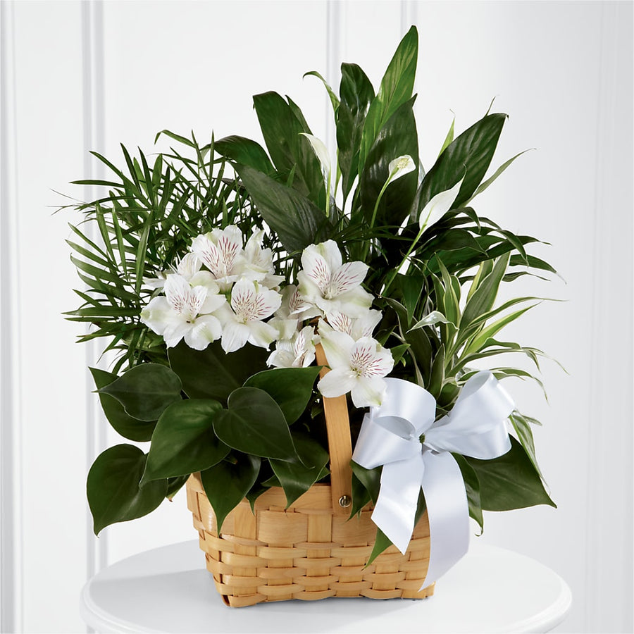 Peace & Serenity Dishgarden flower arrangement by Honeybee Floral