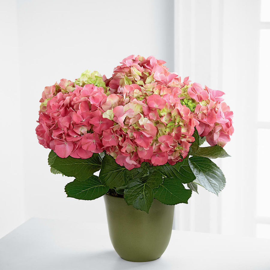 Pink Hydrangea Planter flower arrangement by Honeybee Floral