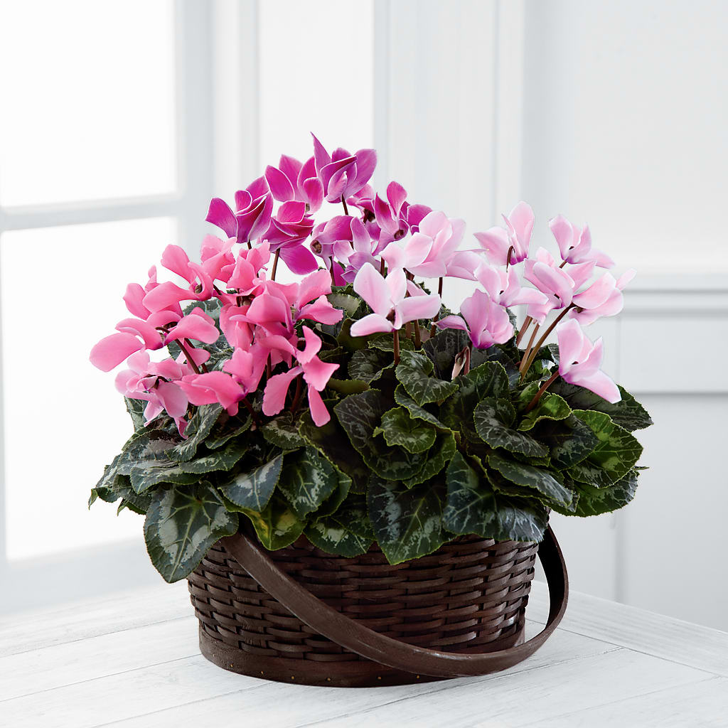 Mixed Cyclamen Planter flower arrangement by Honeybee Floral