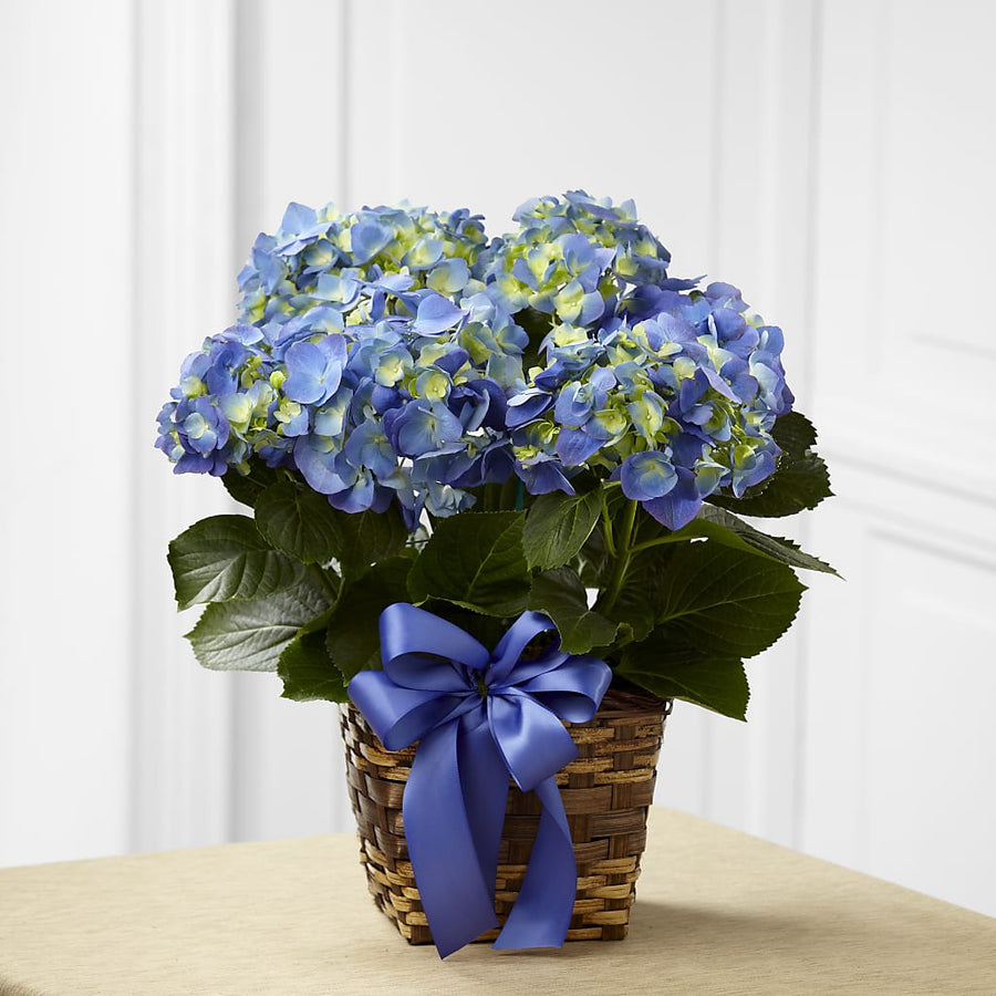 Blue Hydrangea Planter flower arrangement by Honeybee Floral