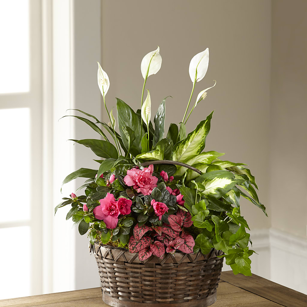 Dream in Pink Dishgarden flower arrangement by Honeybee Floral