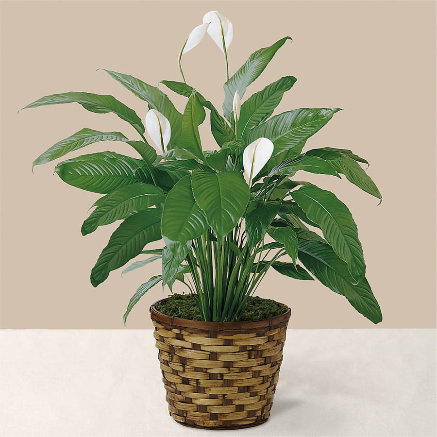 Tranquil Moments Peace Lily Plant flower arrangement by Honeybee Floral