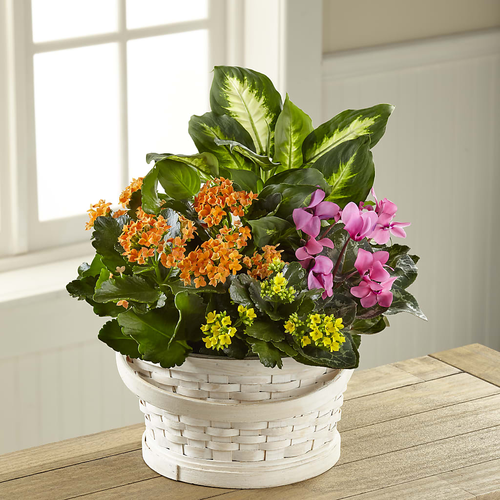 Color Crush Dishgarden flower arrangement by Honeybee Floral