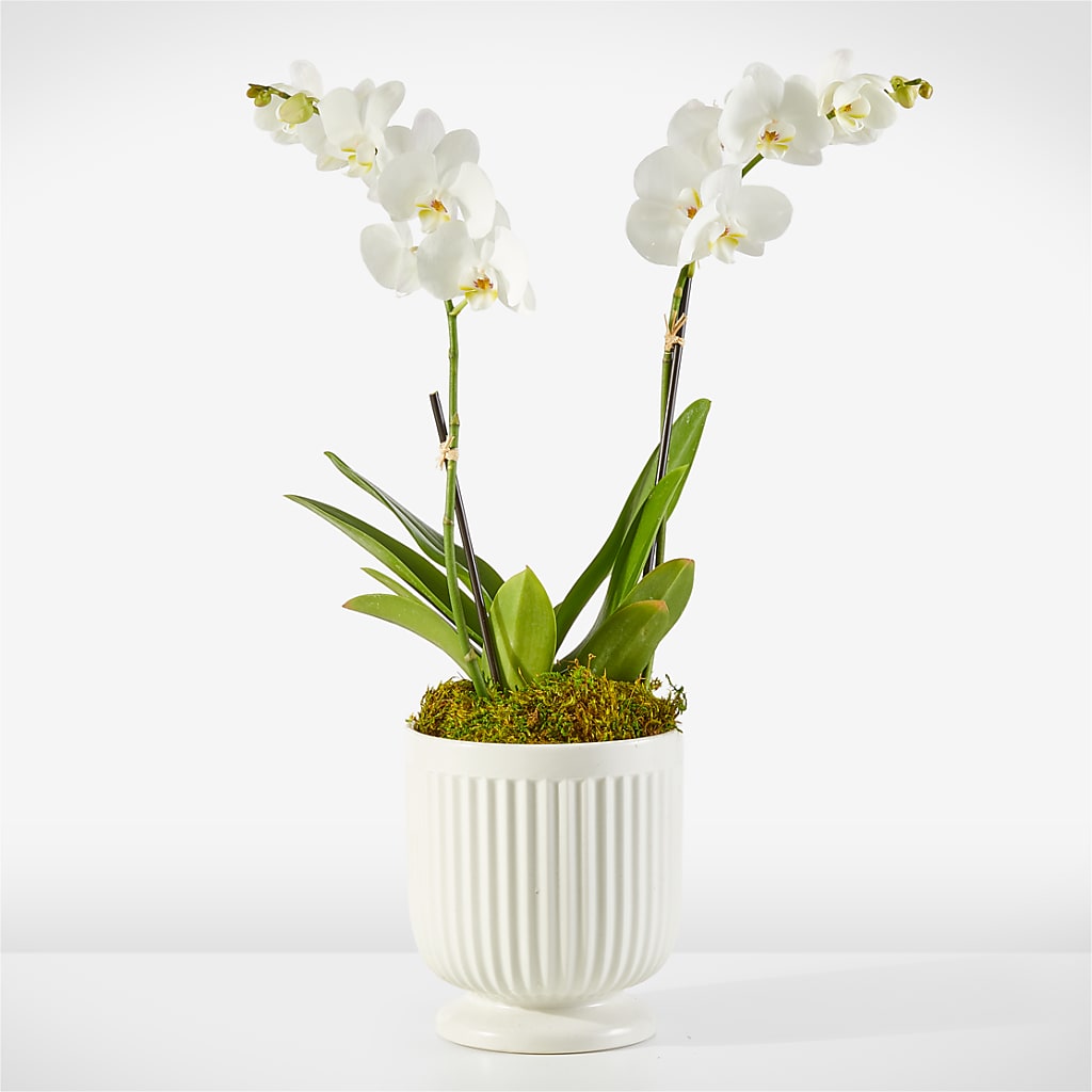 Whispering White Orchid flower arrangement by Honeybee Floral