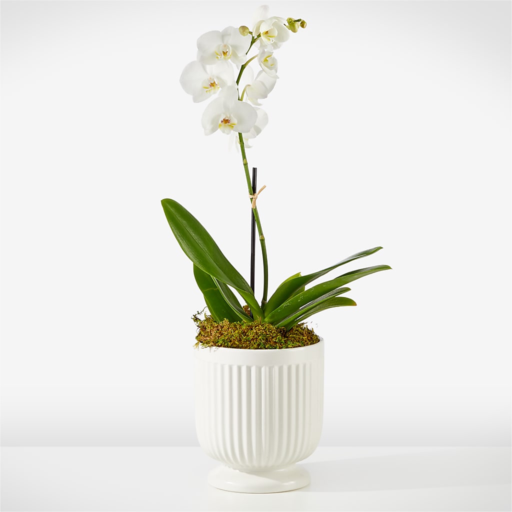Whispering White Orchid flower arrangement by Honeybee Floral
