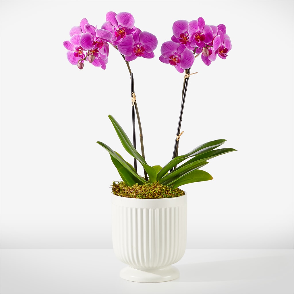 Friendly Fuchsia Orchid flower arrangement by Honeybee Floral