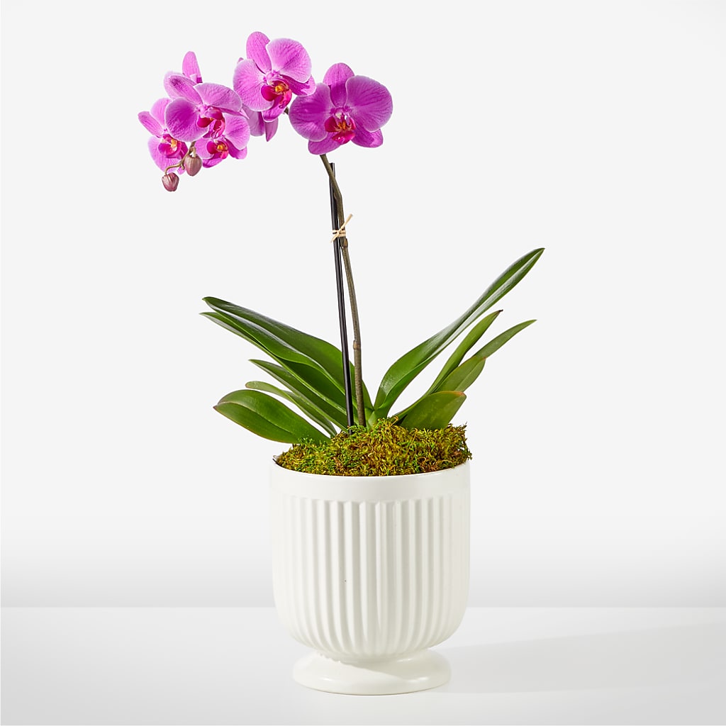 Friendly Fuchsia Orchid flower arrangement by Honeybee Floral
