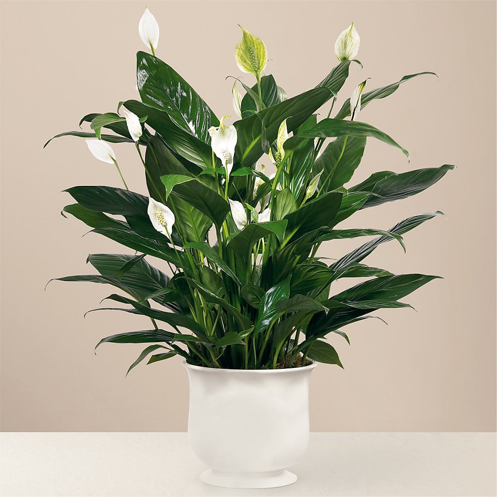 Comfort Planter flower arrangement by Honeybee Floral