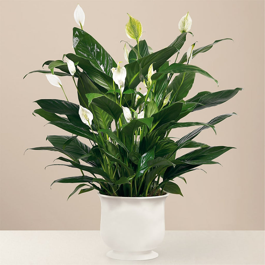 Comfort Planter flower arrangement by Honeybee Floral