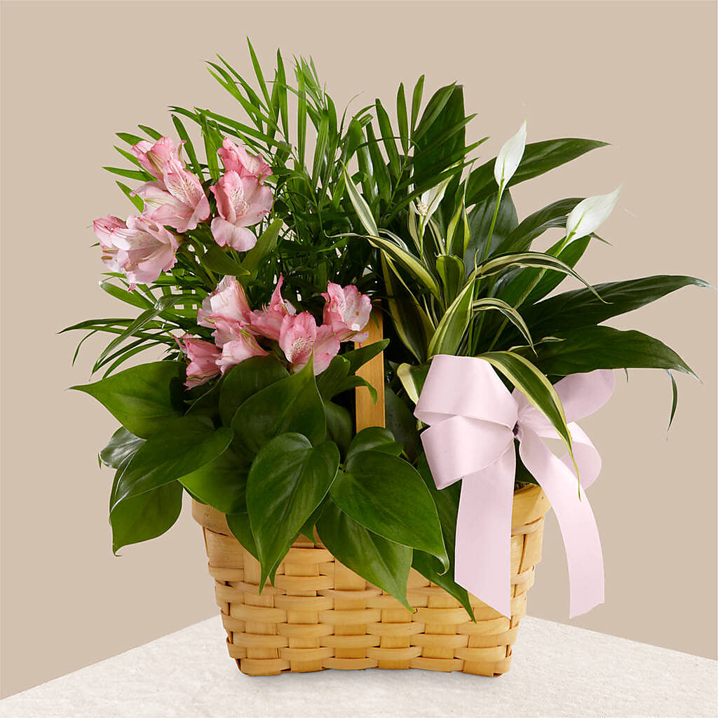 Living Spirit Dishgarden flower arrangement by Honeybee Floral