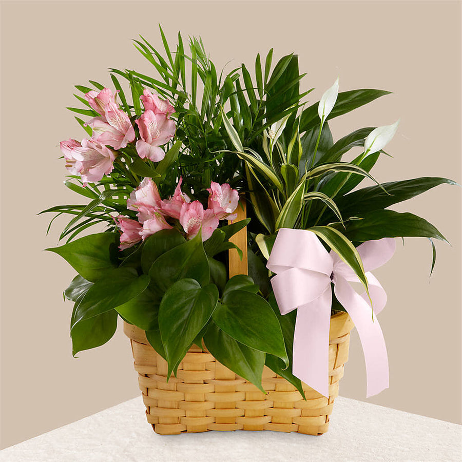 Living Spirit Dishgarden flower arrangement by Honeybee Floral