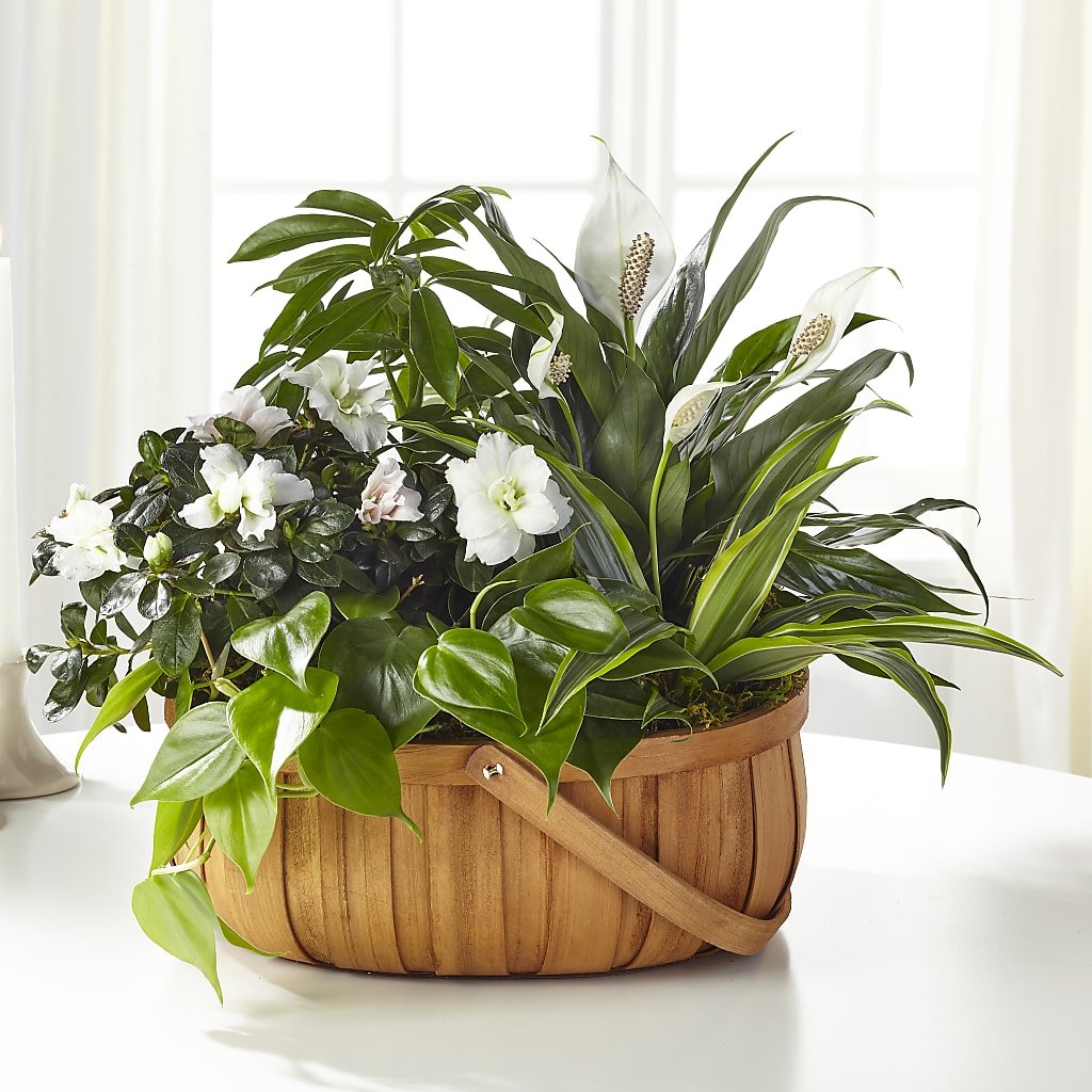 Serene Dishgarden flower arrangement by Honeybee Floral