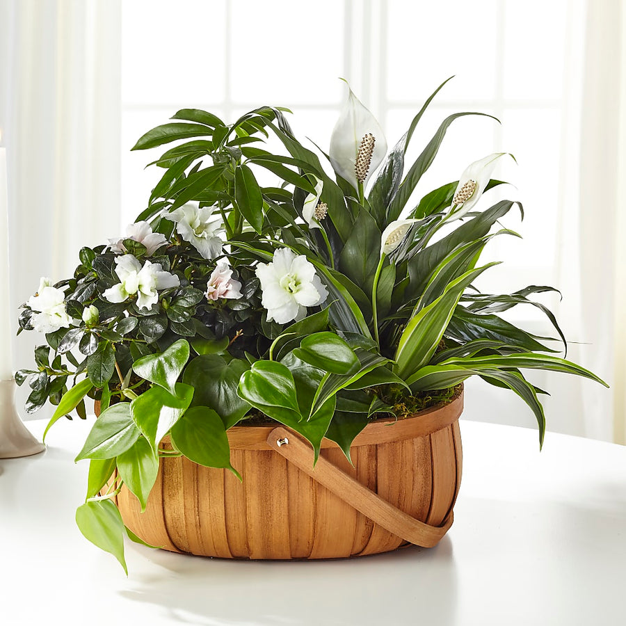Serene Dishgarden flower arrangement by Honeybee Floral