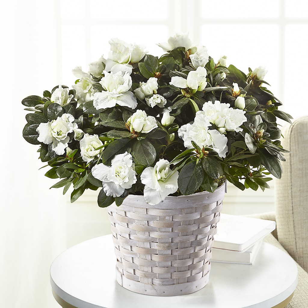 White Azalea Plant flower arrangement by Honeybee Floral