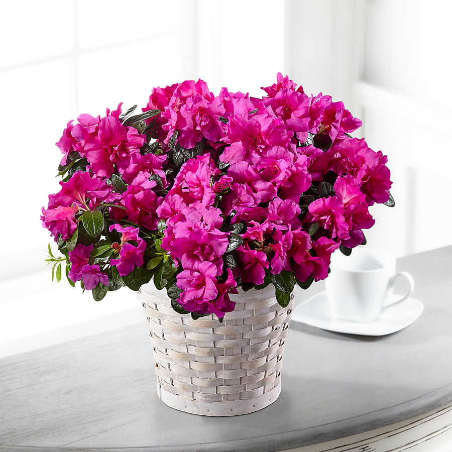 Hope & Serenity Azalea Plant flower arrangement by Honeybee Floral