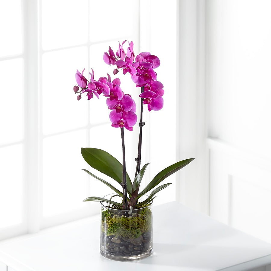 Pink Orchid Plant flower arrangement by Honeybee Floral