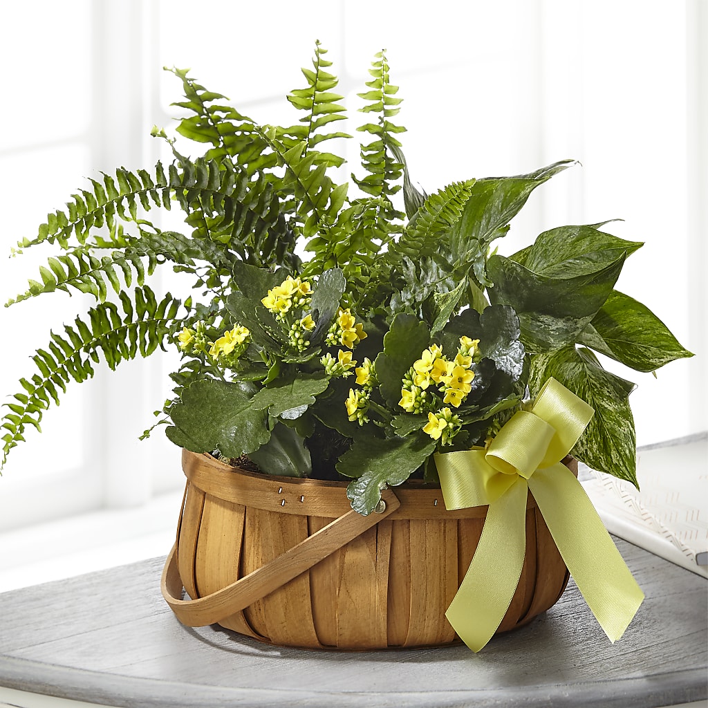 Always Dear Dishgarden flower arrangement by Honeybee Floral