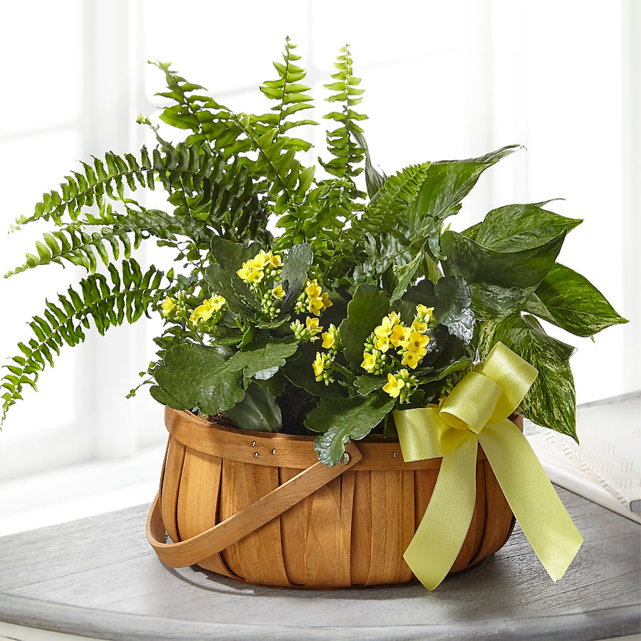 Always Dear Dishgarden flower arrangement by Honeybee Floral