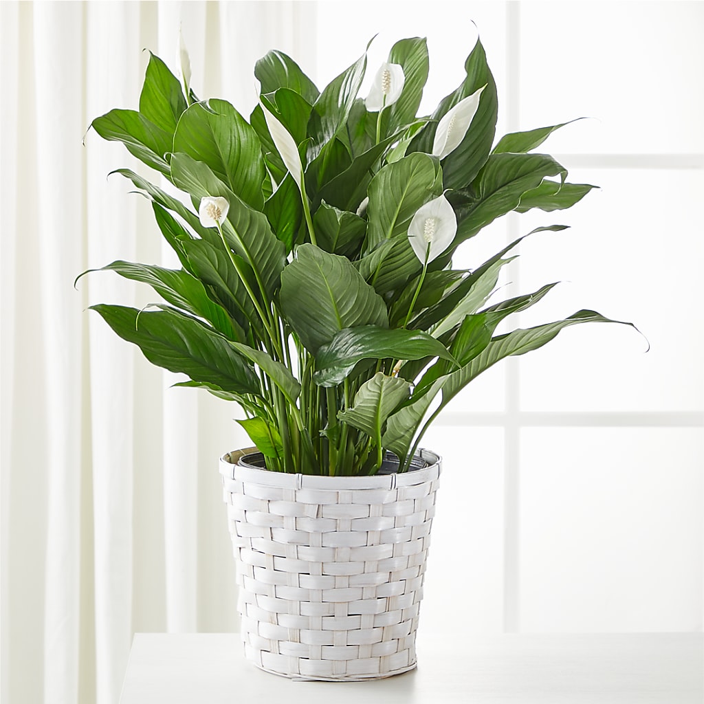 A New Leaf Peace Lily flower arrangement by Honeybee Floral