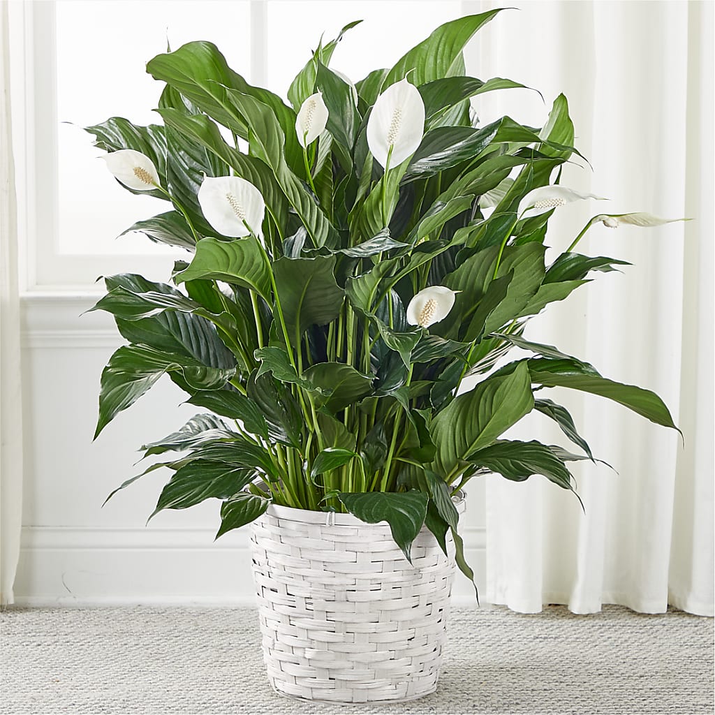 A New Leaf Peace Lily flower arrangement by Honeybee Floral