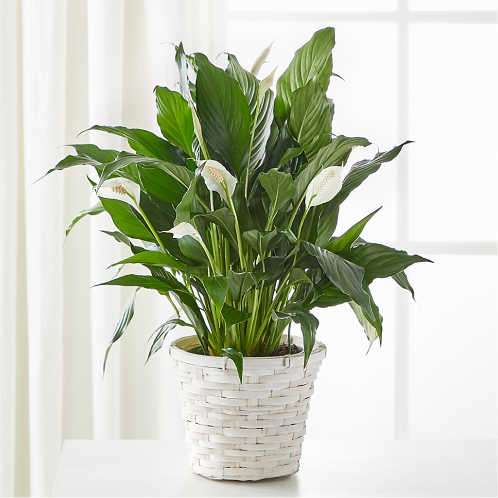 A New Leaf Peace Lily flower arrangement by Honeybee Floral
