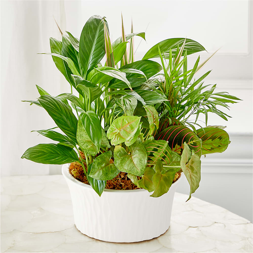 Balance & Harmony Dishgarden flower arrangement by Honeybee Floral