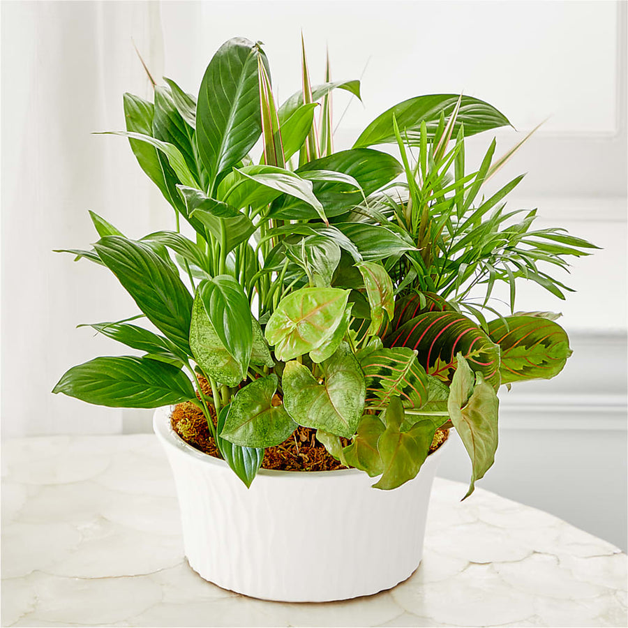 Balance & Harmony Dishgarden flower arrangement by Honeybee Floral