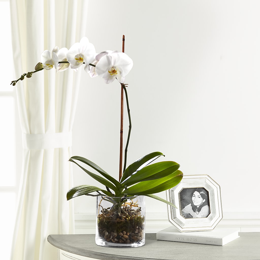 White Orchid Planter flower arrangement by Honeybee Floral