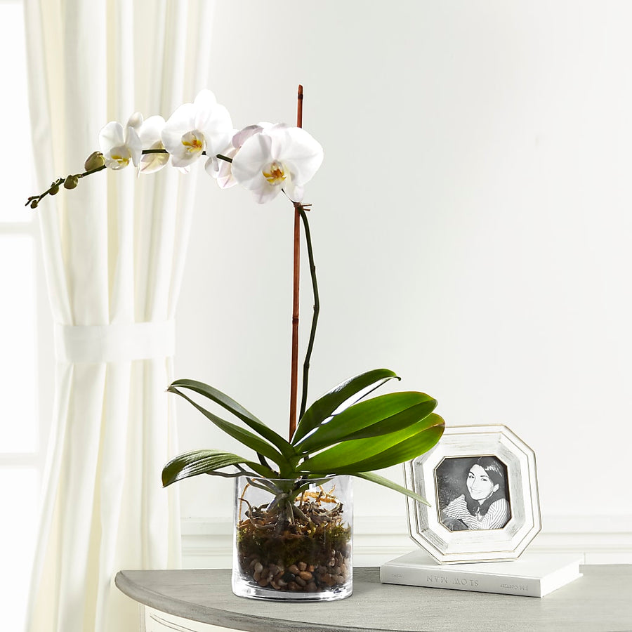 White Orchid Planter flower arrangement by Honeybee Floral