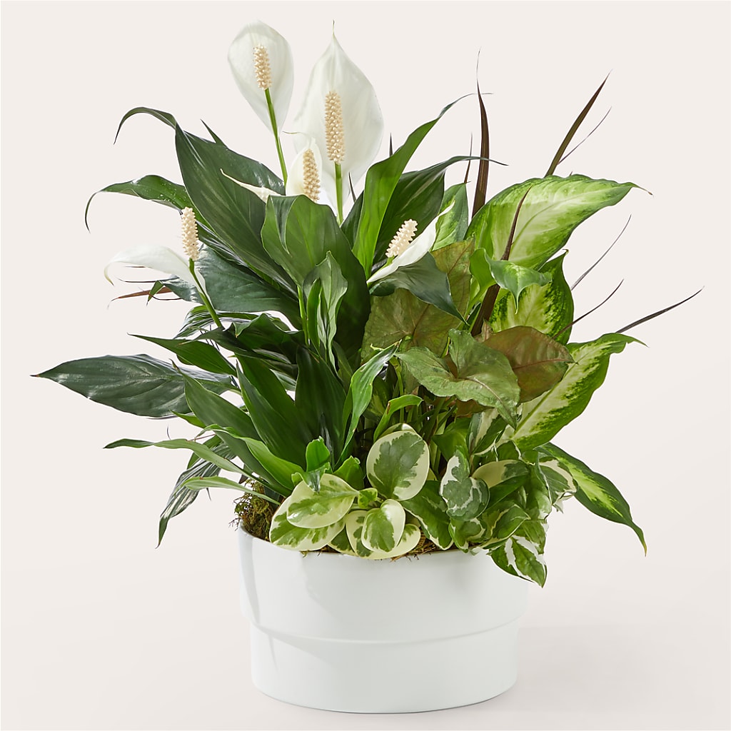 Radiating Positivity Dishgarden flower arrangement by Honeybee Floral